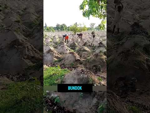 Mound Cultivation: Ang Kakaibang Pagtatanim ng Kamote sa Africa