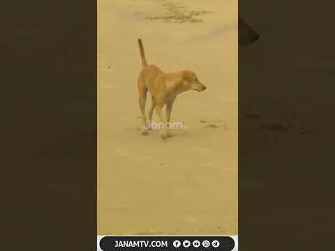 നായയെ കീഴ്പ്പെടുത്തിയ ഞണ്ടിന്‍റെ പോരാട്ട കാഴ്ച്ചകളിലേക്കാണ് ഇനി