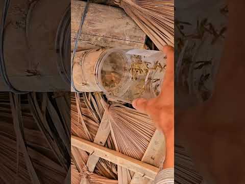 "No Tools Needed - Catching a Small Hornet by Hand"