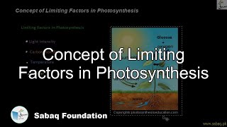 Concept of Limiting Factors in Photosynthesis