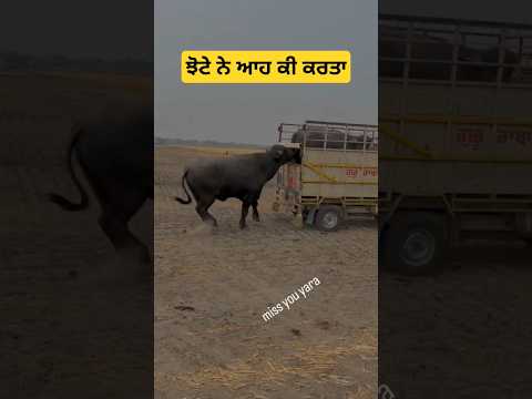 ਆਹ ਵੇਖੋ ਜਦੋਂ ਇਹ ਜਨਵਰ ਵੀ ਇੱਕ ਦੂਸਰੇ ਤੋ ਦੂਰ ਹੁੰਦੇ ਨੇ #punjabfarmers #farming #agriculture #punjabikisan