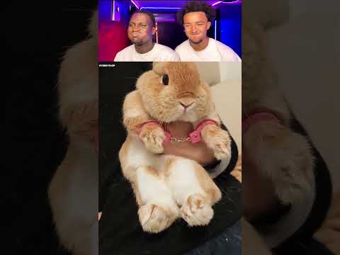 PART 593 | ๐TU RIGOLES๐ , TU RECOMMENCE ...๐ LA FIN ...๐ฒ๐ฆ#funny #reaction #trynottolaugh