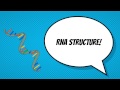RNA and Protein Synthesis Concepts