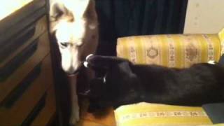 Hund und Katze spielen
