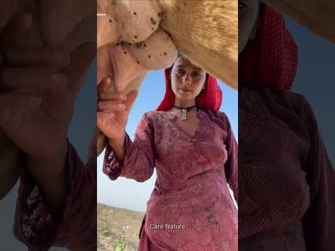 Why is camel milk so special?