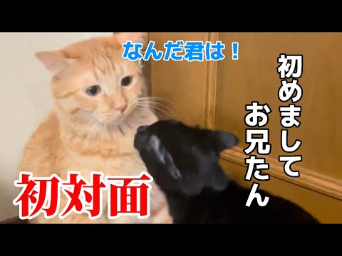 子猫のコミュ力が高すぎて、ドン引きする猫www