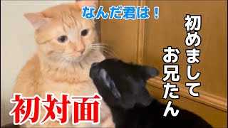 子猫のコミュ力が高すぎて、ドン引きする猫www