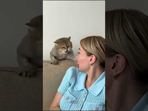 These Cats Are Unhinged ๐ #catsofyoutube #funny #brainrot