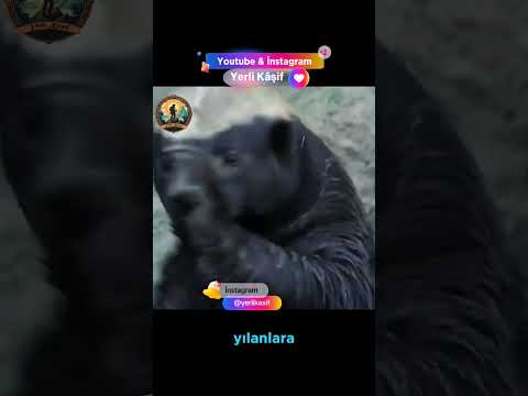 Bulgur yemez Dürüm yer! | Bal Porsuğu Part-5 #edit #belgesel #viral