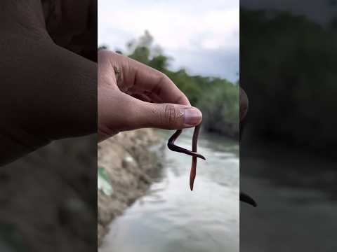 ASMR AMERICA'S ORIGINALDUBBLE BUBBLE GUM (3 FRUIT FLAVORS)AND...#624