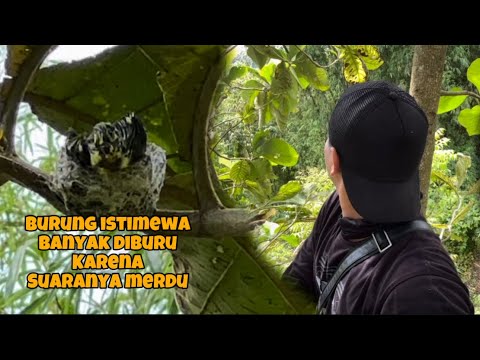 Bersarang diujung dahan dan di pohon yang tinggi, gokil sekali burung ini 😄
