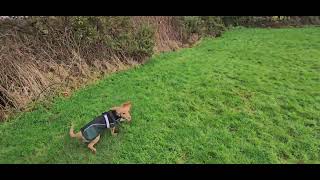 Bella's First Time Off The Lead - She Loved It!