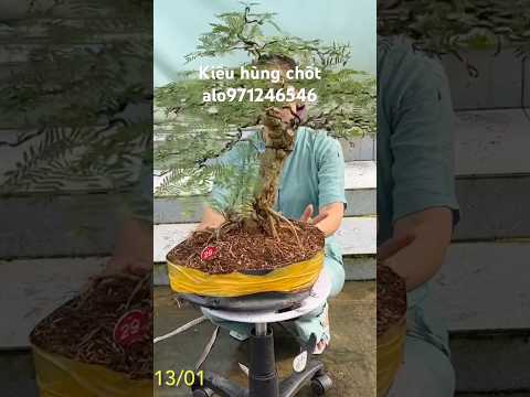 #bonsai kiều hùng