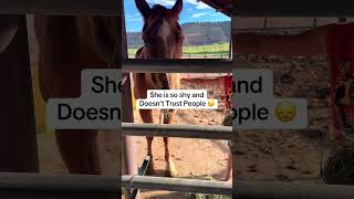 Our newest rescue horse #rescueanimals