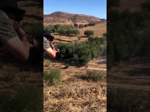 #chasse #hunter #hunting #chasseur #wildboar #sanglier #caccia al cinghiale