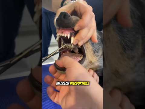 Este Perro Tenía Un Dolor Insoportable En La Boca