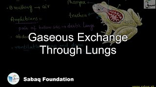 Gaseous Exchange Through Lungs