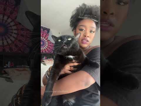 Sometimes I feel like they understand English#cat #catsoftiktok #catlover #funny #funnyvideos