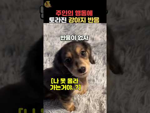 주인이 강아지를 침대에 못 올라가게 하자? #강아지 #동물
