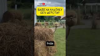 Альпака. Мягкая и Дружелюбная Булочка 🦙