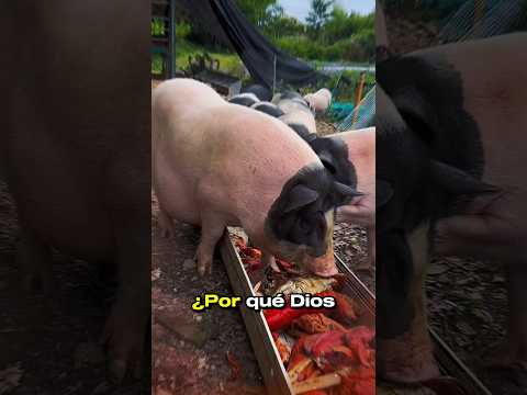 ¡¿Sabías por qué Dios prohíbe comer cerdo en la Biblia?! La razón te sorprenderá.