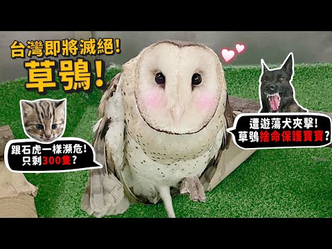 【從零開始】草鴞!即將滅絕!只剩300-500隻?跟石虎同等瀕危?猴臉怪鳥?