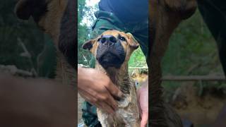 How To Bathe Your Dog in The Forest