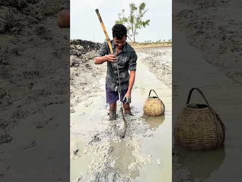 ā§§ā§Ļ āϏā§āĻā§āύā§āĻĄ ā§§ āĻā§āĻāĻŋ āĻāĻāύā§āϰ āĻā§āĻā§ āĻŽāĻžāĻ āϧāϰāĻž āĻšāĻā§āĻā§ #villagelife #agriculture #life #farmers