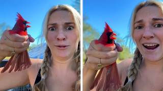 Funny and Cute Bird Moments Caught on Camera 🐦 || ✪ Stern DuTube