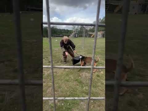 DARKSIDE WORKING DOGS- DOG VS DECOY #dogs #shortvideo #shorts part 1