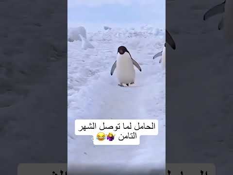 الحامل اول ما توصل الشهر ال 8 🤰😂