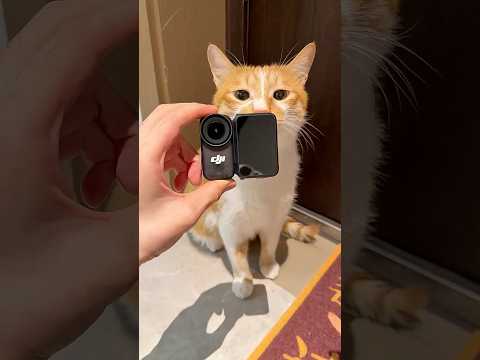 DJI Osmo Nano | แค่ได้ยินเสียง "เหมียว" ก็ใจละลายทันที!