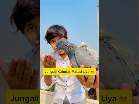 jungali kabutar pakad liya ๐ #minivlog #vlogs