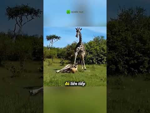 Hưu Cao Cổ Mẹ Liều Mình Cứu Con Trước Kẻ Săn Mồi #shorts