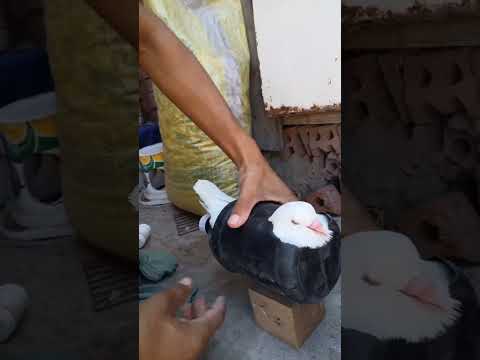 #pigeon #bird #miragepigeon #cabootar #birdspecies #pigeonlover #birds