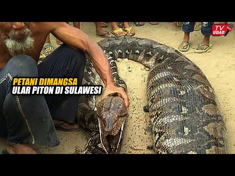 Geger!! Detik-Detik Petani di Mamuju Dimangsa Ular Piton Raksasa Saat Bekerja di Kebun. Warga Syok
