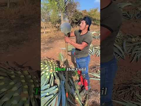 #oddlysatisfying #worklife #agave #agrolife #tequila #farmlife