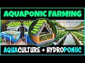 Aquaponics Benefits and Features