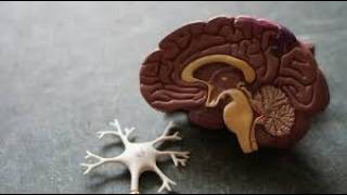 Cerebro: anatomía, características y vistas anatómicas