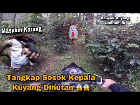 MENYERAMKAN ‼️ TANGKAP HANTU KEPALA KUYANG DIHUTAN AMPE JADI TUMBAL MASUK KEJURANG 😱😱