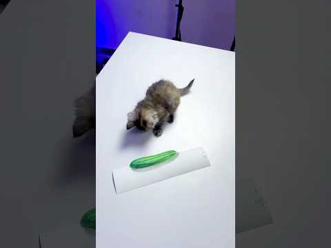 هل لو رسمت خيارة لقطتي هتخاف منها؟