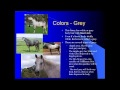 Horse Coat Color Characteristics
