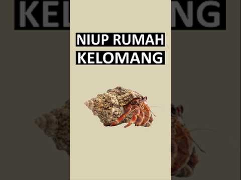 nahh jadi.. siapa yang pernah niupin kelomang?