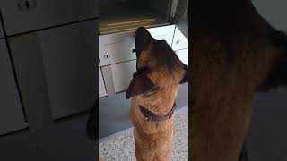 Malinois als Drogen Spürhund einsetzen. Was findet der Hund?