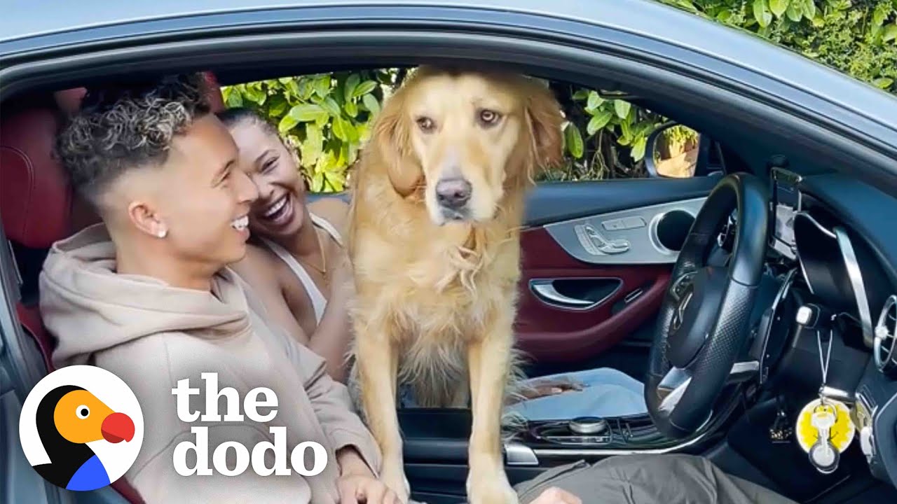 Extremely Needy Golden Retriever Meets Dad's New Girlfriend Soulmates
