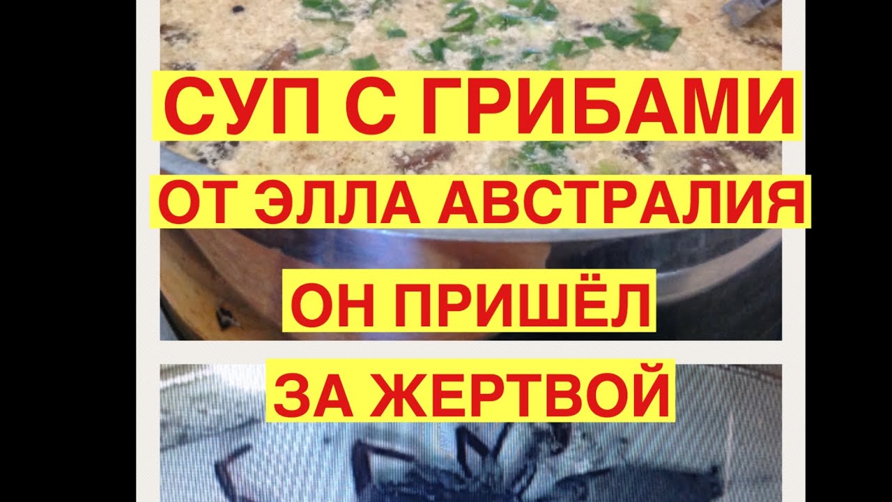 Самый вкусный и быстрый супчик с грибами. Паук пришёл за жертвой. Австралия