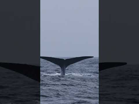 The Largest animal The Blue whale Pooped!