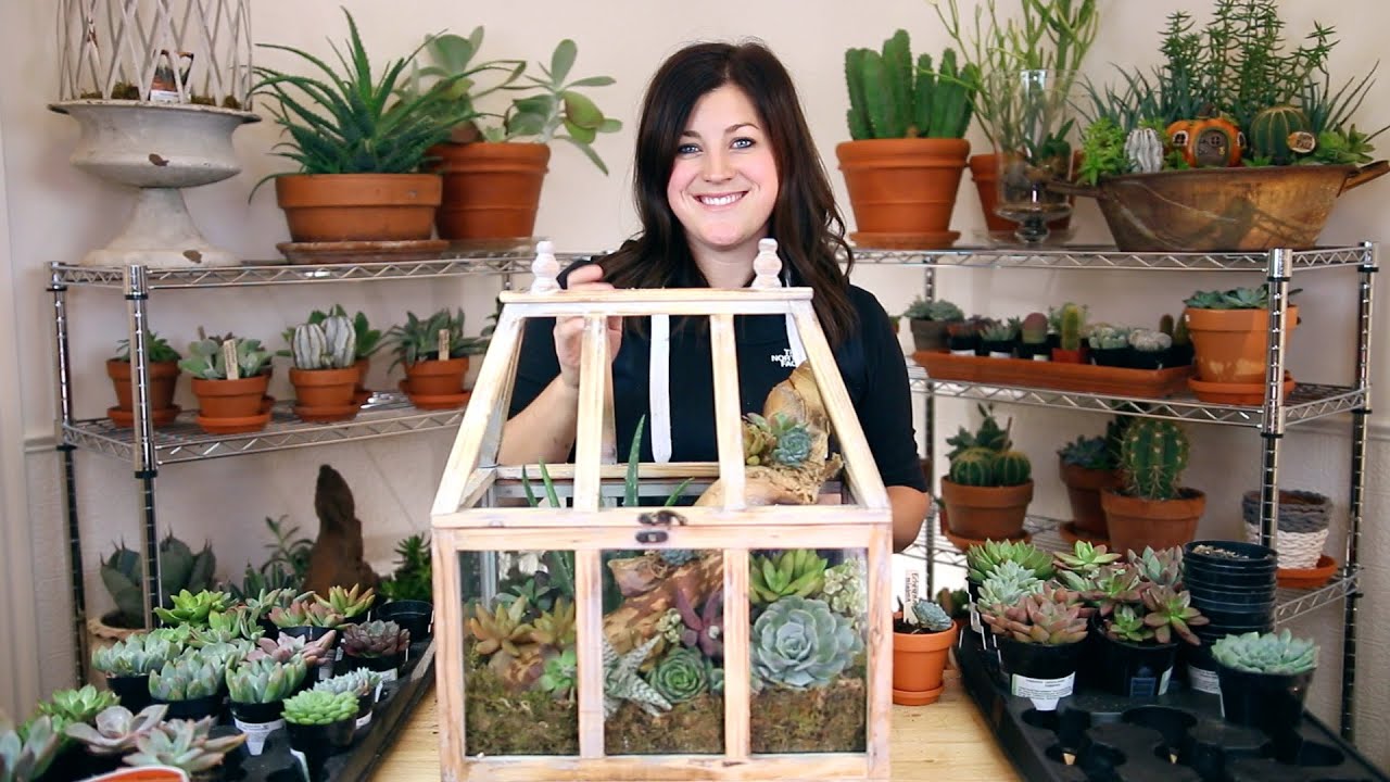 Succulent Arrangement in a Terrarium (Full Version)