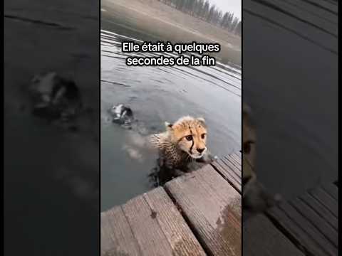 Elle était à quelques secondes de la fin.. #sauvetageanimaux #animaux #guepard #amour #chat
