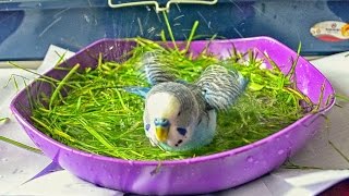 How to Give Your Budgie a Bath - THE EASY WAY